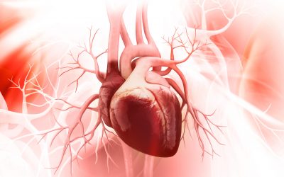 Malattie delle valvole cardiache: le semplici mosse per contrastare uno dei pericoli più diffusi over 65
