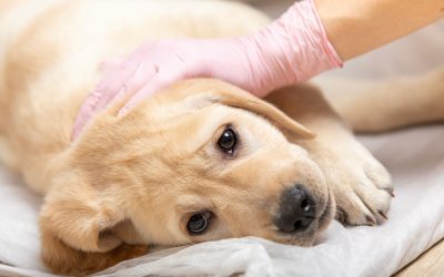 Indagine sulla correlazione tra ambiente e tumori nei cani e nelle persone