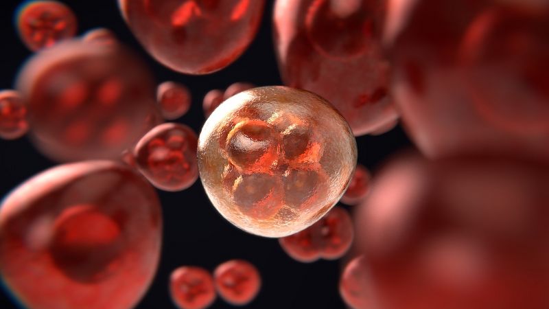 Leucemia linfatica cronica cellule